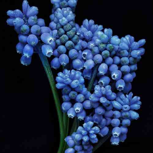 گاز ورمه گاز ورمه